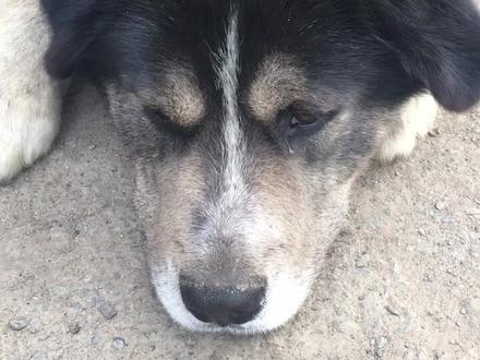 哈士奇和金毛的后代,天生异瞳😁但是性格遗传二哈