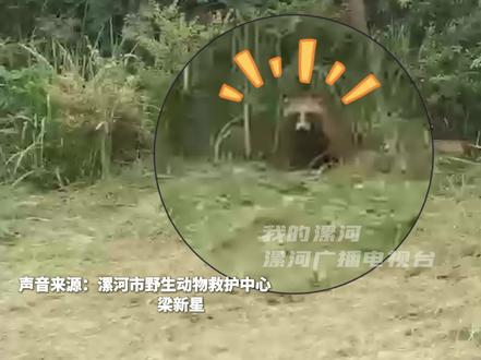 沙澧河公园居然有“貉” 网友:一丘之“貉”说的就是它吧#国家二级保护动物#爱护大自然保护野生动物#一丘之貉的貉
