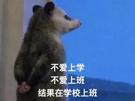 教师专属负鼠表情包2.0🐭解说有种淡淡的疯感 😂#表情包#负鼠表情包#教师#热点#教师精神状态