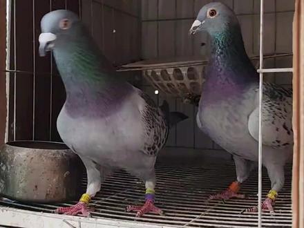 鸽子的脚环怎么查询 #信鸽赛鸽 #养鸽人 #鸽子