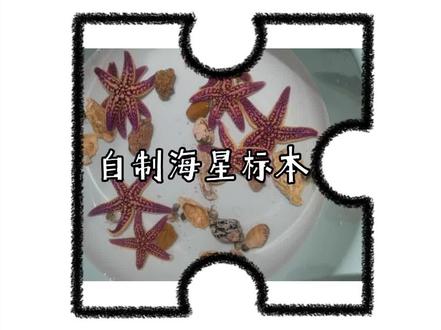自制海星标本#海星 #日照 #海星标本