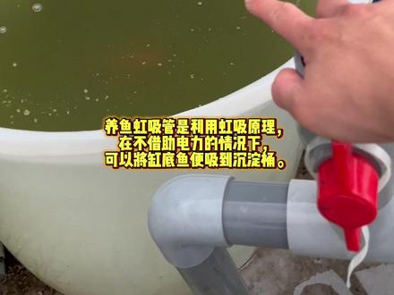 养鱼虹吸管使用教程。 #虹吸管 #养鱼教程 #鱼菜共生 #罗非鱼