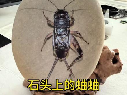 石头上的蛐蛐🦗#手绘石头画 #蟋蟀 #手工艺