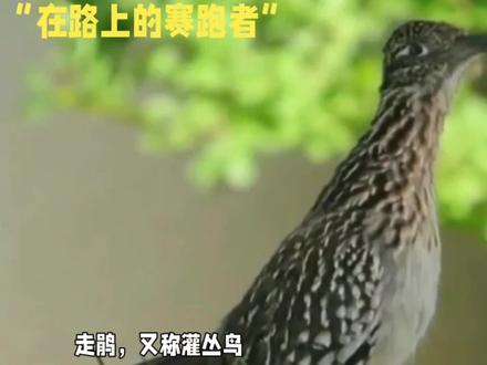 专吃毒蛇又不喜欢飞的鸟-走鹃#鸟类 #走鹃 #走鹃大战响尾蛇 #毒蛇
