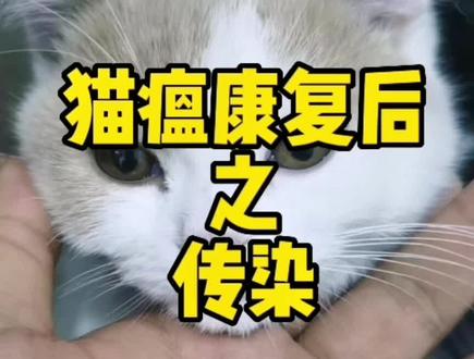 猫瘟康复后回家,还会传染给家里其他猫咪吗?#猫瘟#悟空兽医#信为猫粮@信为宠物