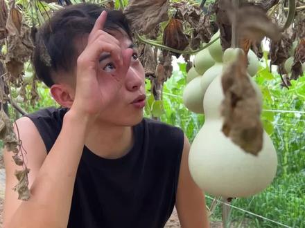 葫芦的生长过程是什么样的?#葫芦 #葫芦福禄 #行者葫芦