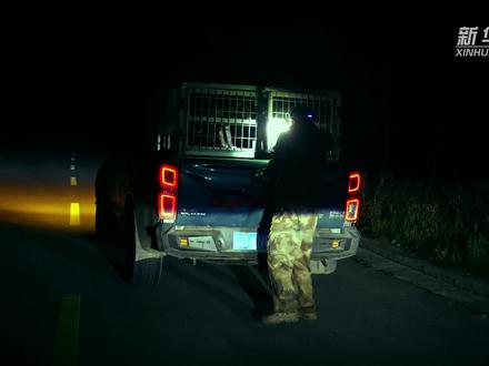 野生“二师兄”泛滥?记者直击抓捕现场