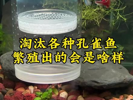 淘汰的各种品种的孔雀鱼,繁殖出来的宝宝会是啥样?#养鱼日记 #孔雀鱼宝宝 #孔雀鱼繁殖 #杂袍孔雀鱼 #养鱼养心