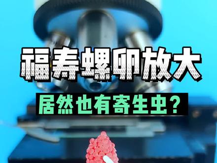 福寿螺卵放大,居然也有寄生虫?#显微镜 #科普 #显微镜下的世界