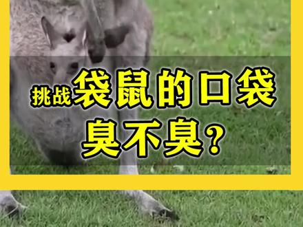 袋鼠的袋子里面是这样的,生态教授表示这非常科学!