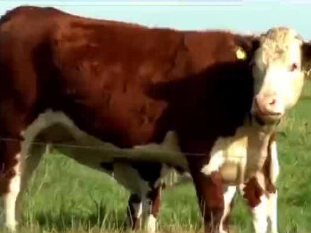 为什么牛老是卷舌头炸毛?#牛🐮