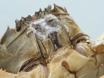 有人知道大闸蟹为什么吐泡泡吗#螃蟹🦀 #吃螃蟹 #大闸蟹养殖 #生鲜原产地优选 #科普