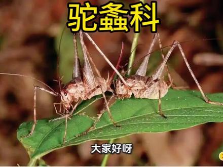 #昆虫 #昆虫世界 #科普 #虫子 驼螽科(Rhaphidophoridae)是昆虫纲直翅目的一科动物 。以下是关于它的介绍 :
- 形态特征:驼螽科昆虫体长15-28mm,身宽5-5.5mm,具有显著的驼背形态,背部拱起,体短粗。头部小而圆,头额部有浅色直纹,眼稍突出,触角细长。其前翅短,仅能覆盖体部的1/3,后翅退化,尾须长,约20mm。体色通常为褐色或灰色,肚子的一面呈黄色或橘黄色,足部有深色褐斑。
- 生活习性:驼螽科昆虫大多偏爱阴凉潮湿的环境,如洞穴、落叶层、腐烂的木头或岩石下方,一些生活在洞穴深处的种类眼睛可能退化或完全消失。它们食性杂,几乎摄食任何有机物质,也会捕食其他更小的动物。驼螽科善跳跃,跳跃能力较强,可跃至数英尺高,且具有夜行性,不具趋光性。
- 分布范围:驼螽科呈全球性分布,广泛分布于北美,在其他较暖的地区也有大量分布。
- 繁殖方式:驼螽科经历不完全变态发育,包含卵期、若虫期、成虫期三个阶段。受精雌虫于春季将卵产于土壤中,若虫孵化后立即寻找食物,除非找到持续黑暗潮湿的条件,否则无法在室内繁殖。
- 物种现状:截至2025年4月,根据“国际自然保护联盟濒危物种红色名录”,共计有驼螽科下属68个物种被列入保护名录,其中极危物种2种、易危物种27种、近危物种6种、无危物种28种、数据缺乏物种5种。
- 代表物种:常见的代表物种有北方疾灶螽、温室灶马等。北方疾灶螽雄性体型中等,体长15mm,分布于内蒙古、宁夏等地;温室灶马成虫体长25毫米左右,背部拱起,褐色有斑纹,原产亚洲,已成为美国东部住宅中最常见的驼螽物种。