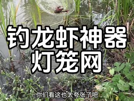 90%的钓友都用错网了,难怪你钓不到几斤 真正的野钓爆护神器——灯笼网,河边塘边水沟都能用,小龙虾进去就出不来!不用守,不用等,放饵下笼,坐等爆桶!#钓龙虾技巧 #钓虾神器 #灯笼网 #武汉钓龙虾 #野钓龙虾