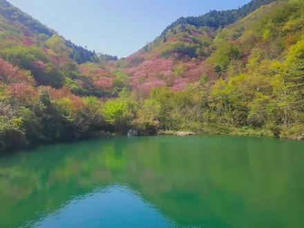 蜘蛛岭古道,樱花烂漫 #樱花谷 #山花烂漫 #小众景点 #古道 #蜘蛛岭古道 #樱花