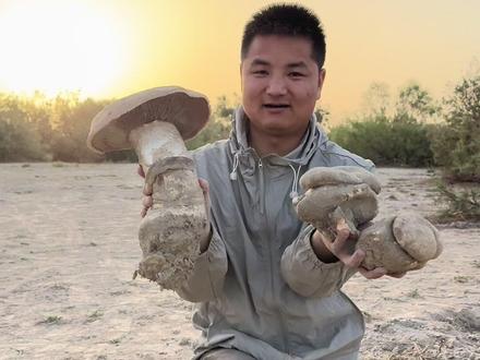 这就是神奇的大自然一方水土养育一方人感谢大自然的馈赠 #分享家乡特产 #大美新疆欢迎你 #中国美味蘑菇 #真实生活分享计划 #真实户外