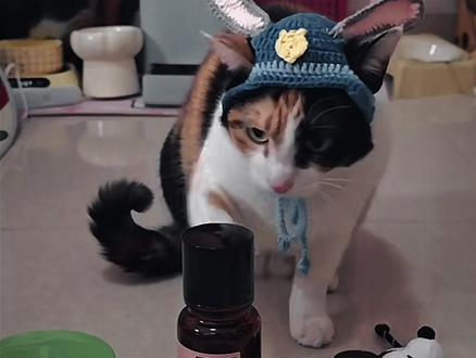 “我不道啊 我只知道我做这个动作给吃的”
#萝卜纸巾猫咪模仿挑战 原作者@超级无敌大开门