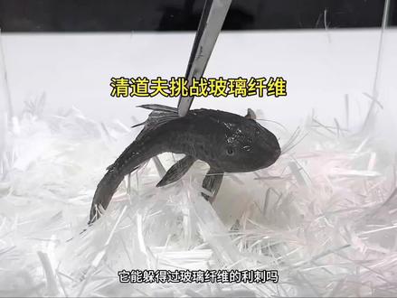 清道夫终结者 #清道夫