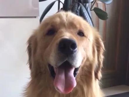 #狗狗 狗狗佝偻病的治疗方法,你知道吗?(三)@抖音小助手