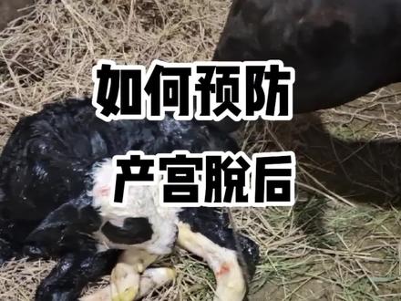 母牛产后宫脱是个大问题,但是可以预防。 #自繁自养 #养牛 #母牛 #繁殖母牛 #养殖创业 #三农