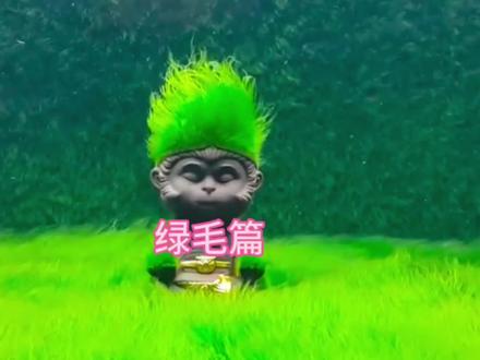 乌龟背甲太丑不要急着丢,养成绿毛龟也很好看的,还能做发型呢!#佛鳄龟 #绿毛龟 #怎样培养绿毛龟 #养龟知识 #养龟日常