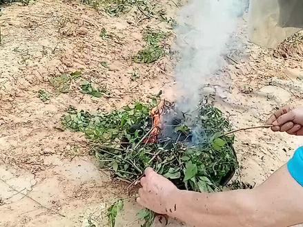 大热的天,这是在烧什么?看完视频你就知道了。 #植物科普 #黄荆树 #烧灰 #原生态食品添加剂制作 #制碱方法