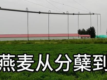 燕麦草生长的关键时期,转折点,这个时候要适当浇水施肥,下一步就是孕穗,进入生殖生长阶段!#燕麦草种植#燕麦