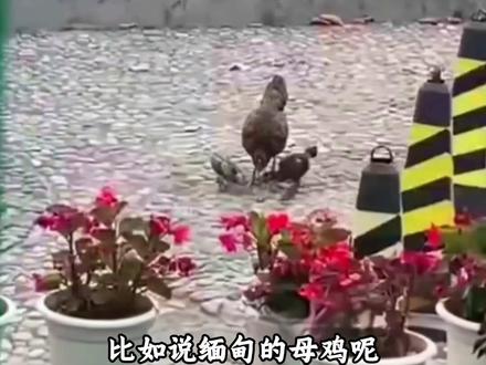 中缅边境,一个寨子两个国家,荡个秋千就能出国,你见过玉石铺成的边境线吗,里面还有很过神奇的现象#旅游 #旅行推荐官 #交换世界计划 #瑞丽