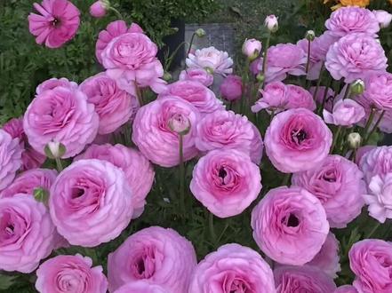 花毛茛的催芽和种植#我的花花草草🌸🌸 #爱生活爱养花 #一花一草一世界 #小院时光 #花毛茛