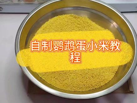 今天教大家如何在家自己制作蛋小米,方法简单一遍学会#蛋小米制作方法 #玄凤鹦鹉 #玄凤日常 #零天手养玄凤鹦鹉