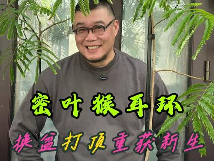 养了一年半的密叶猴耳环能长多大? 期待被我老公重新换盆打顶后的密叶猴耳环能长出茂密的树冠吧!#密叶猴耳环 #绿植 #花卉绿植 #植物推荐 #花木盛营养基