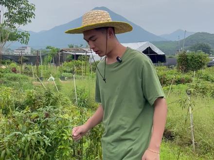 什么地区适合种植金丝楠木树呢 #金丝楠木 #名贵苗木 #别墅庭院植物 #园林绿化 #四季常青 #不落叶 #花卉绿植