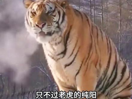 北极熊都比老虎抗冻,为啥只有老虎是纯阳呢#神奇动物在抖音 #抖音萌宠 #老虎 #东北虎