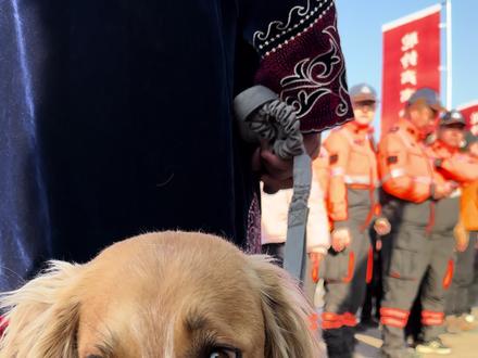 它叫恰夏克,一条用四只脚丈量了丝路的小狗。当驼队穿越东天山、踏过戈壁滩时,它始终走在最前或守在最后;三千多公里,它没坐过一次车。
今天抵达定鼎门,它不知道什么是丝绸之路,不知道什么是文化复兴,但它知道:身后是新疆的月光,眼前是洛阳的晨光,而这一路,它守护的从来不是驼队,而是“家”。
原来,忠诚从来不是不离不弃,而是明知前路漫长,依然选择走在尘土飞扬的那一侧,把相对安全的位置留给同伴。
驼队会继续前行,而恰夏克教会我们的东西,已经留在了这条路上:最深的脚印,往往留给最长的路;最真的守护,往往最沉默。 #恰夏克的守护 #每个生命都有自己的征途 #忠犬八公 #人类的朋友