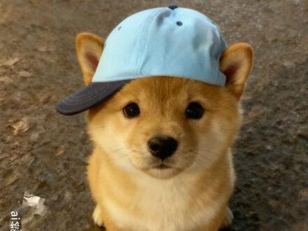 帽子歪歪戴ai特效教程 都说帽子歪歪戴 媳妇就会来的快 小猫戴帽子ai教程来了#即梦ai #小猫戴帽子 #猫咪戴帽子特效 #小狗戴帽子 #帽子歪歪戴 小猫戴帽子特效 宠物戴帽子 猫咪戴帽子指令 猫咪帽子ai 猫咪戴帽子特效 帽子歪歪戴小猫豆包口令 小猫帽子ai口令 帽子歪歪戴ai口令 都说帽子歪歪戴婆娘就会来得快 猫咪头套ai生成 小猫戴帽子表情包 都说帽子要歪歪戴的口令 小猫帽子 小奶猫艺术照 帽子歪歪戴云南山歌 猫咪帽子头套 帽子歪歪戴小猫豆包 帽子歪特效 都说帽子歪歪戴小猫特效 猫咪戴帽子搞笑视频 猫咪戴的雷锋帽 猫咪戴帽子可爱图片 小猫咪戴帽子特效 猫咪戴帽子ai 小猫帽子歪歪戴教程 仓鼠帽子ai 宠物帽子ai 歪歪帽子小猫特效 猫咪帽子特效 猫咪戴歪帽子 狗狗帽子 可爱布丁猫图片 都说帽子歪歪戴懒羊羊 戴帽子的小猫 豆包p小猫帽子 给小猫p个帽子 小狗戴帽子特效 猫咪戴帽子图片 狗狗帽子特效 小狗帽子歪歪戴 小狗帽子歪歪戴ai口令 萌宠戴帽创意时刻 为什么狗狗会出现歪头杀 戴帽子的狗教程 小狗戴帽子图片 为什么狗一戴帽子就不动了 小猫帽子歪歪戴ai指令 小狗歪帽壁纸 小狗歪帽p图教程 小狗歪帽头像 小狗戴帽趣图 萌宠物狗的视频 萨摩情头素材 萨摩头像教程 萨摩萌宠壁纸 萨摩有趣视频 猫咪戴帽子特效教程来了 小猫戴帽子头像 小猫帽子 小猫帽子ai 猫咪帽子 猫咪戴帽子特效 帽子歪歪戴云南山歌 小狗戴帽子 都说帽子歪歪戴完整版 宠物带帽子 狗带帽子图片 小帽子狗狗 狗狗歪戴帽子 小猫帽子 猫咪戴帽子特效 猫咪帽子特效 戴帽子小猫拍照特效 都说帽子歪歪戴