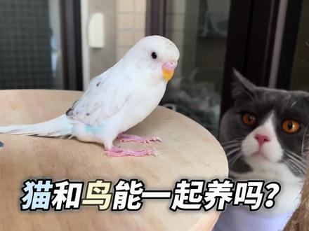 鸟鸟教全体起立:猫和鸟可以一起养吗?#鸟鸟教全体起立 #宠物vlog #铲屎官夏日打卡季 #我要做爆款 #猫和鸟的友情 #猫知识