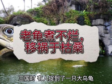 老龟煮不烂,移祸于枯桑 #历史故事 #中华文化