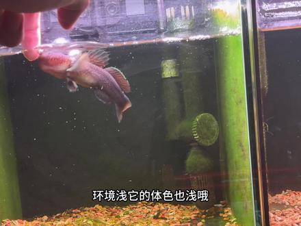 养了短棘缟虾虎鱼呢才知道它一会一个颜色?这是因为什么!一个视频告诉你#短棘缟虾虎 #原生鱼#虾虎 #雷龙鱼 #猛鱼