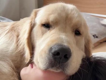 母猫不绝育能不能好好养? #狗狗发情 #狗狗 #狗狗发情怎么办 #抖in萌宠计划 #萌宠好物