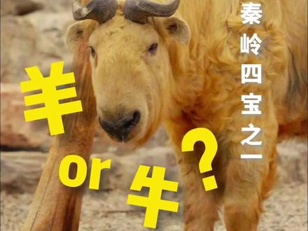 看上去是牛,其实是羊?秦岭四宝金毛羚牛#动物科普 #金毛羚牛 #动物冷知识 #神奇动物 #动物世界