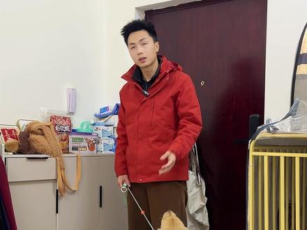 日常提升狗狗服从性的方法!这样训练纠正后不乖都难! #成都训犬 #狗狗服从性训练 #成都训犬老曹 #训犬 #金毛幼犬
