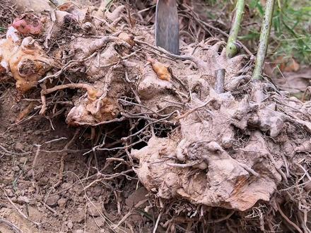 金刚藤又名拔掐,农村人遇见都会采挖它的根茎跺成小块晒干