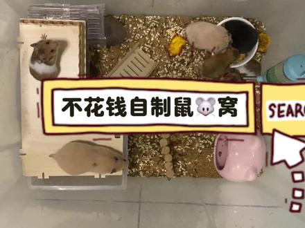 家里鼠鼠太多,自制一个新窝#养鼠日常