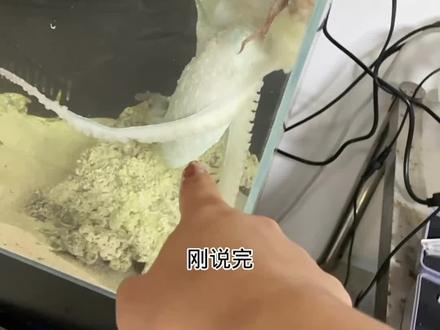 但愿它是胆大吧……
