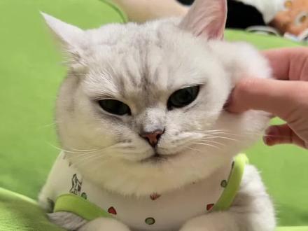 耶耶耶百变邪恶银渐层第二弹 #猫猫cos #我的大脸猫 #哈基米的无效装酷 #至今还没找到驾驭不了的风格