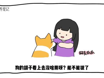 狗的胡子有什么用呢?能不能拔了? #狗狗刮胡子 #宠物科普 #猫胡子 #养宠进阶指南 #科学养宠攻略