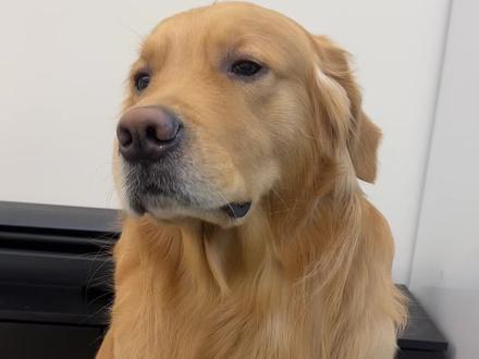 皮:似曾相识#金毛 #狗狗 #狗狗的心思都写在脸上了 #金毛日常生活视频