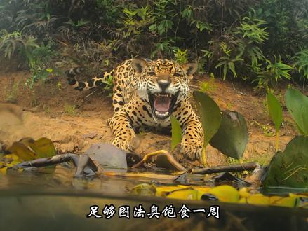 唯一爱下水捕鳄的大猫!看美洲豹如何用胡须锁定致命一击 #动物世界 #美洲豹 #动物科普 #大自然生存法则