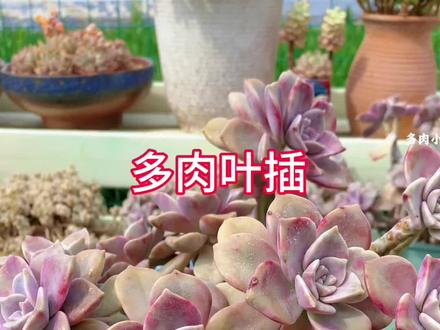 多肉叶插繁殖,怎样爱出芽 还爱爆多头!#露养多肉 #多肉养护 #多肉植物 #爱生活爱养花