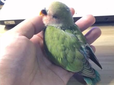 #绿桃鹦鹉 #鹦鹉 记录下小家伙成长